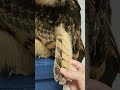 抜けそうなフクロウの羽根(〇v〇) #shorts