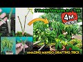 How To Graft 2 Mango Verieties In 1 Plant In Pot. Detailed Demonstration Of Mango Grafting & Updates