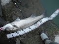 Rapala Flat Rap 8　for river seabass その2