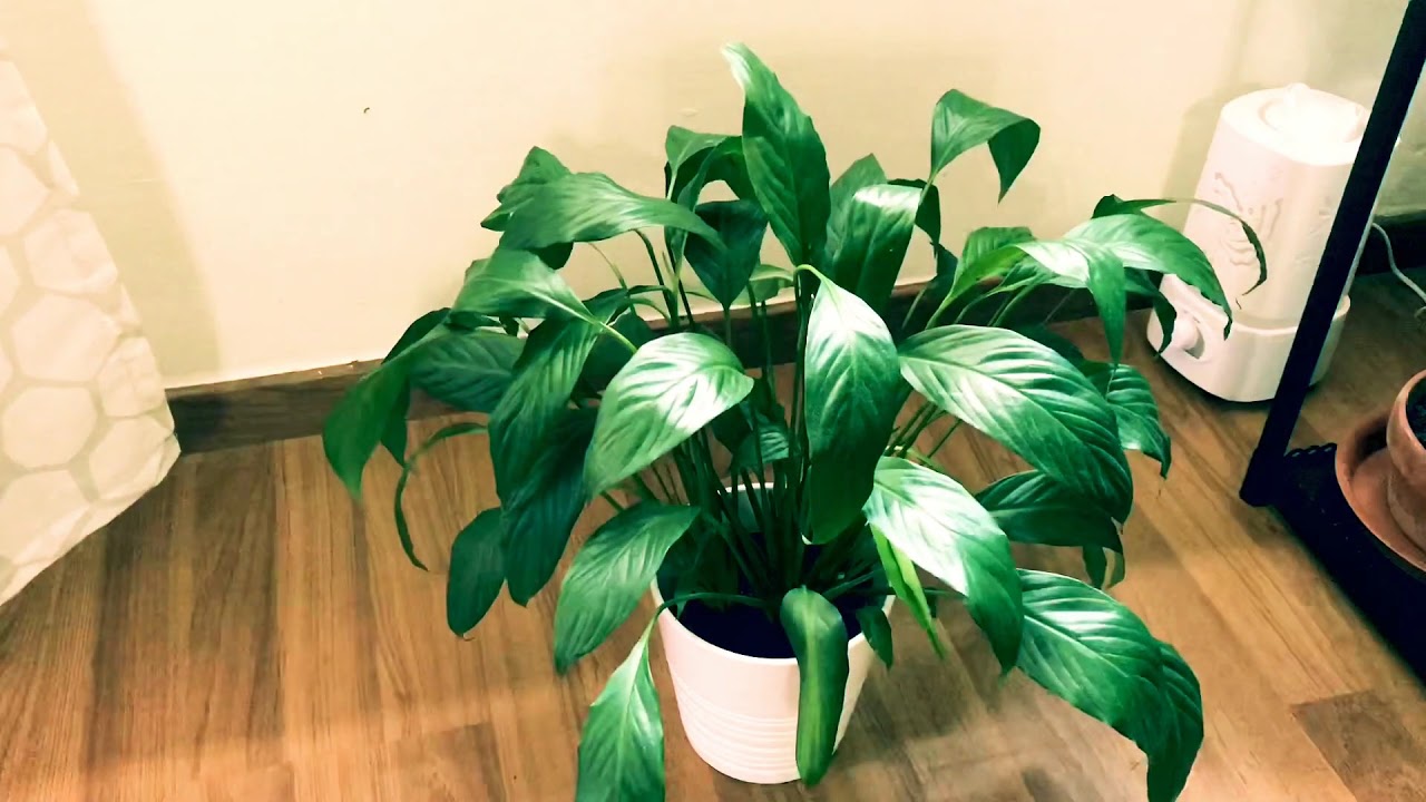 Peace Lily Time Lapse YouTube