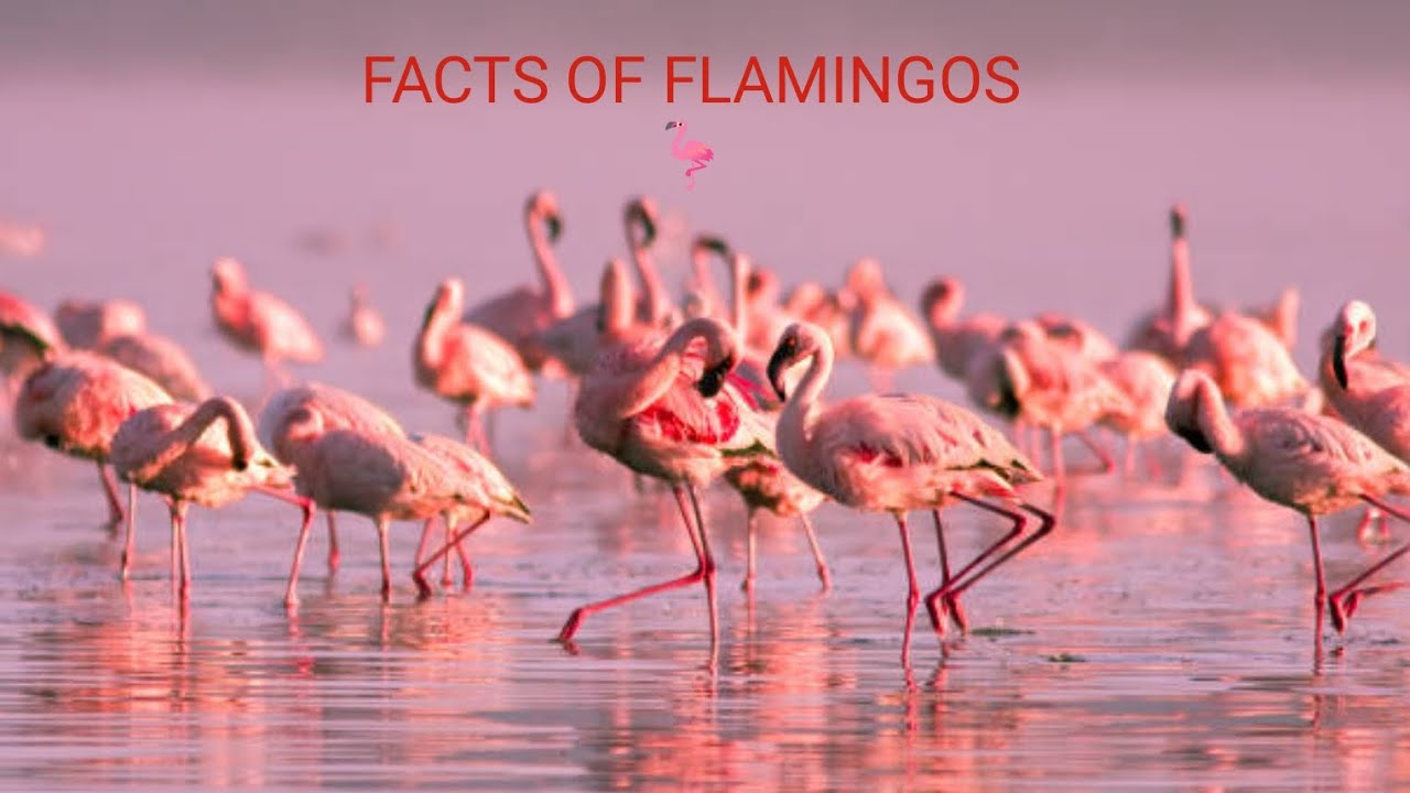 Flamingo Fun Fact!🦩