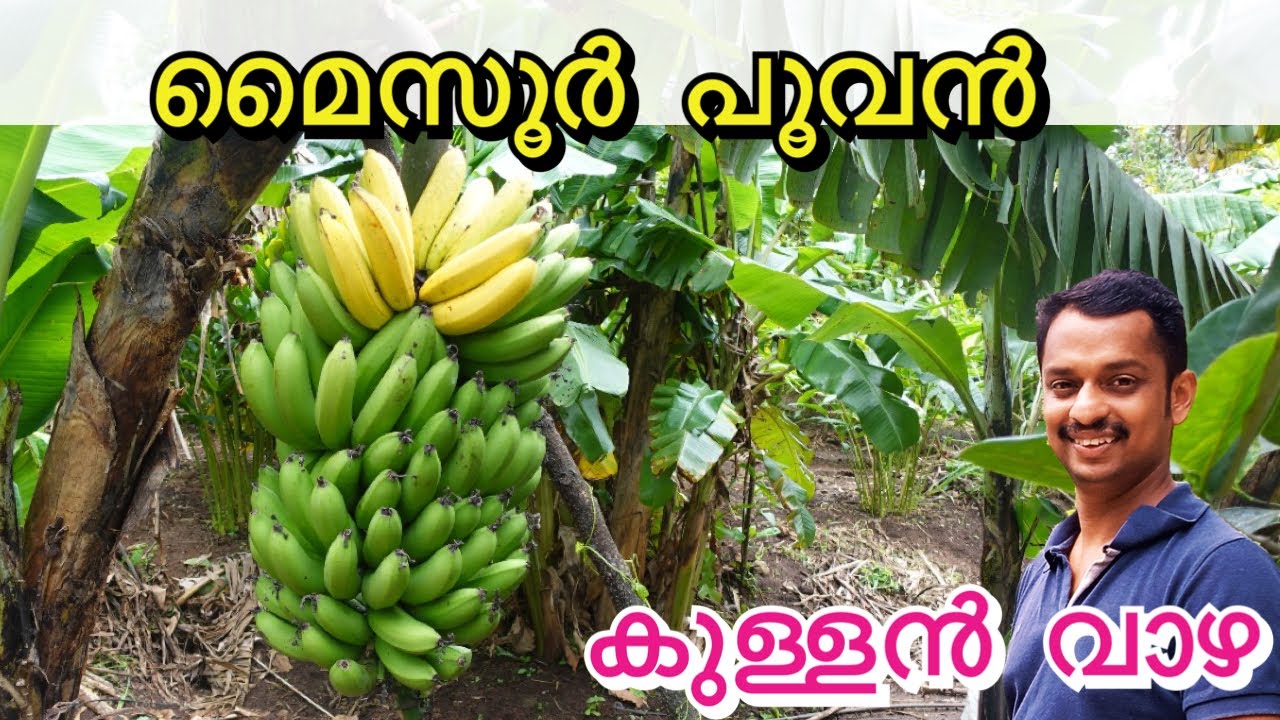 mysore poovan #poovan vazha krishi #best vaza #vazha krishi #banana ...