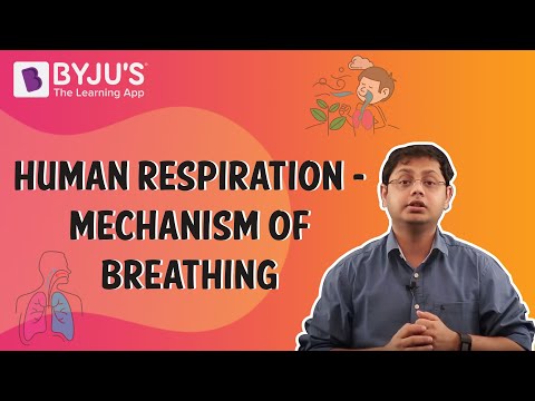 Human Respiration -