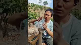 The Seedless Mango That Sells for a Fortune