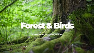 숲 속 치유 음악 | 새, 바람 자연의 소리만  | 힐링, 수면유도, 마음이 편안해지는 음악