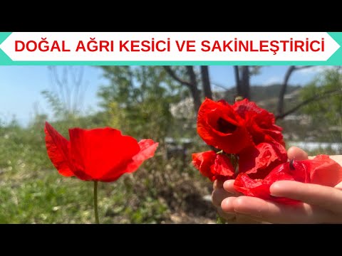 Gelincik Çiçeği İle Doğal Ağrı Kesici Yapımı, Gelincik Çiçeği İle Sakinleştirici Şerbet Yapımı