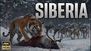 SIBERIA WILD | World’s Most Ferocious Predators | Animal Documentary