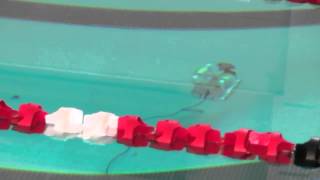 Sea Perch ROV