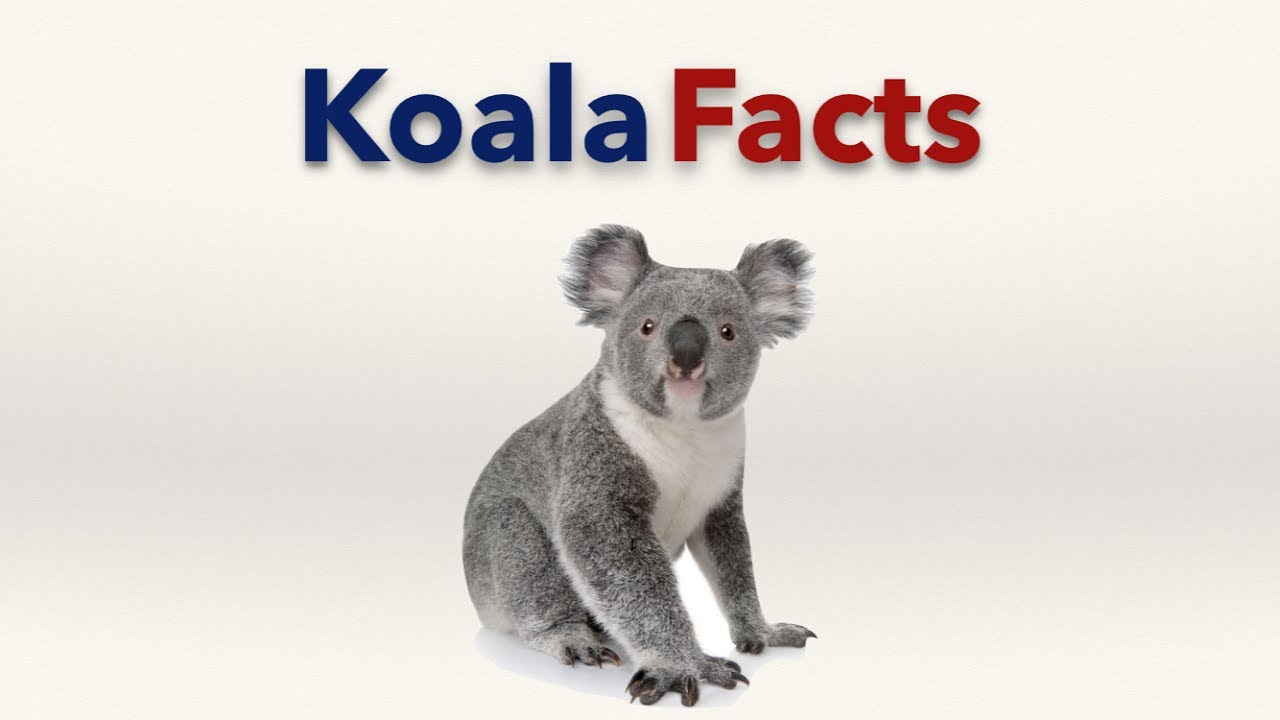 Koala Bear Facts For Kids