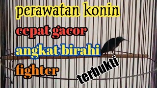 perawatan konin agar tempur dan ngobra||single fighter