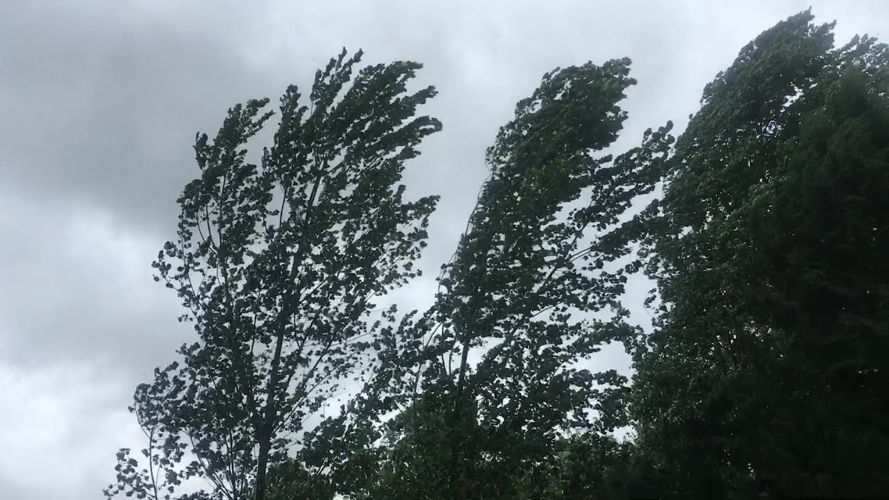 ASMR Hurricane winds and trees blowing 4 trees fell off camera one seen snapped in half