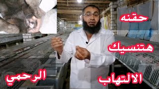 طرق علاج إلتهاب الرحم والوقايه منه مع أرانب البركه