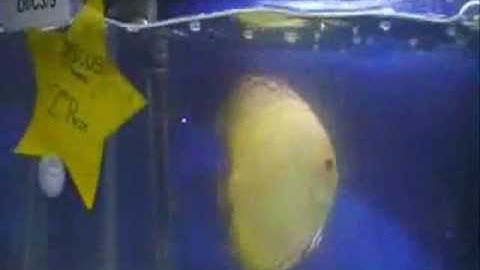 Triễn lãm cá dĩa 2009 Singapore - Thiên Đường Cá Cảnh