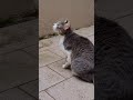 #cat #gatos #viral #viralshort #viralvideo #viralshorts #viralvideos #fyp