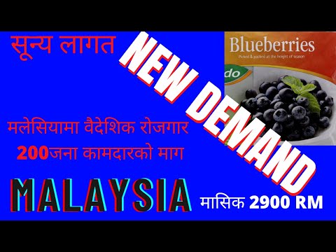 new demand for malaysia blueberry industry.SDN.BHDबाट 200 जना कामदारहरुको माग  ?️.2900 RM