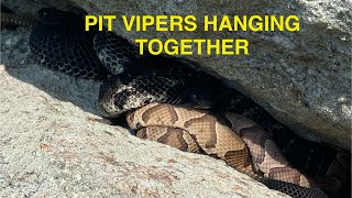 Pit Vipers basking together in 2025 !