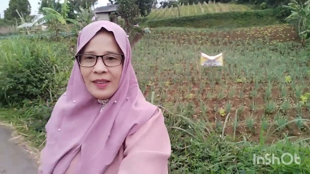 kebun sayur di Cisarua #kebunsayuran  #petanisayuran #petanisayur  #petani #sayuran  #sayur  #video 