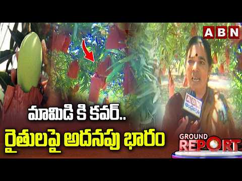 మామిడి కి కవర్.. రైతులపై అదనపు భారం | Struggles of Chittoor Mango Farmers | ABN Telugu - ABNTELUGUTV