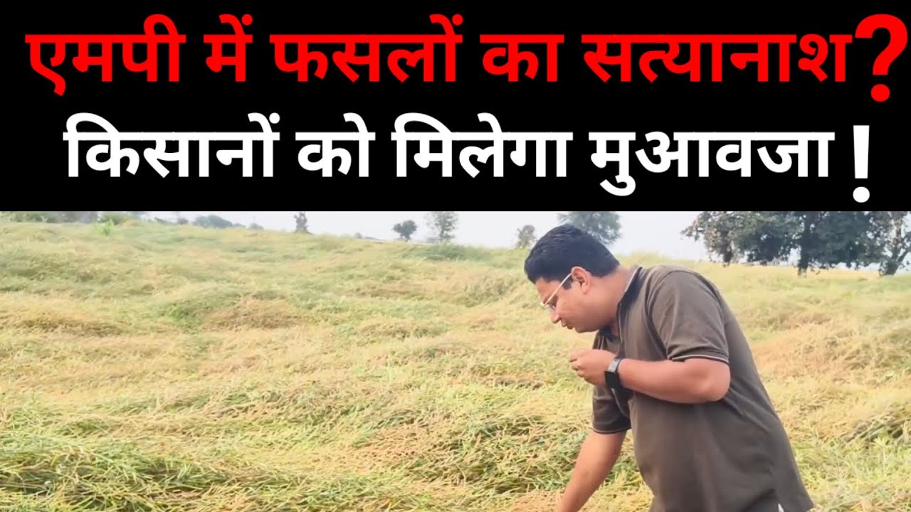 Madhya Pradesh में फसलों का सत्यानाश? क्या किसानों को मुआवजा देगी सरकार! Kisan News। MP News