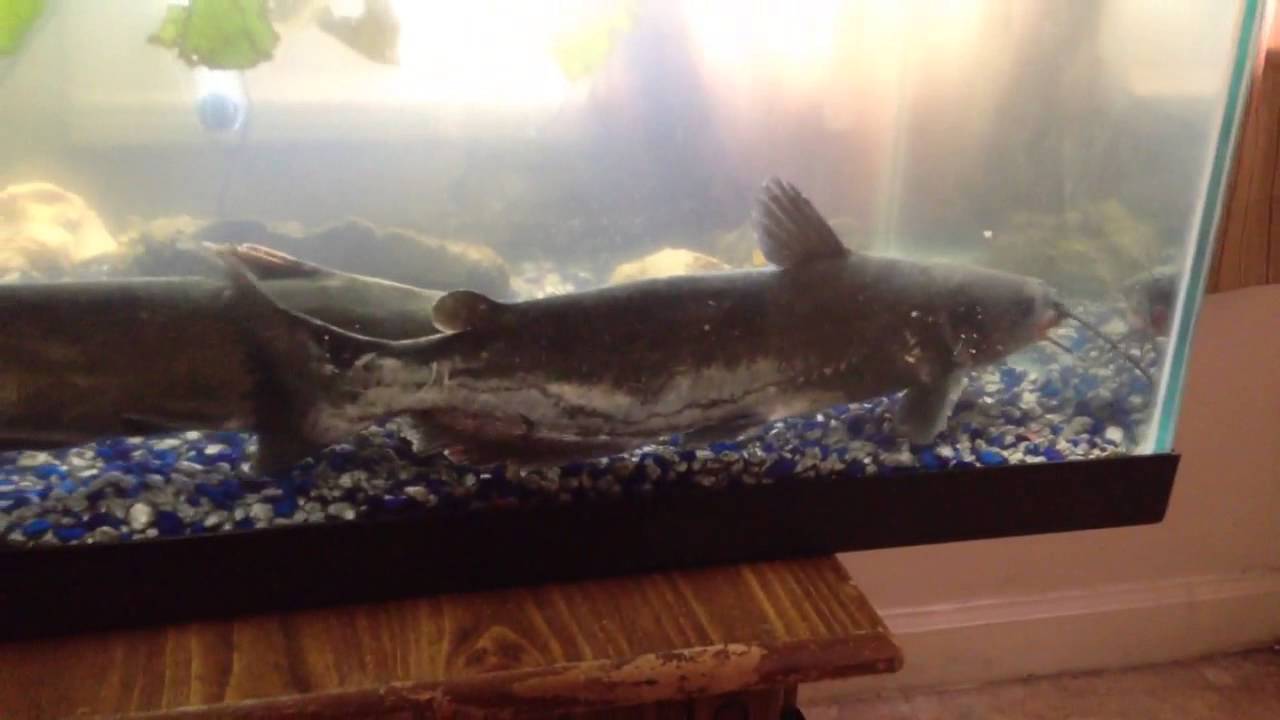 Catfish in an aquarium at home YouTube
