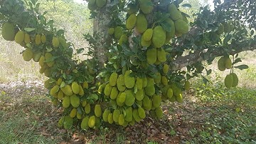 Bán Nhà 20m x 36m Mặt tiền đường nhựa Củ Chi