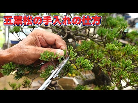 How to care for Japanese white pine - YouTube