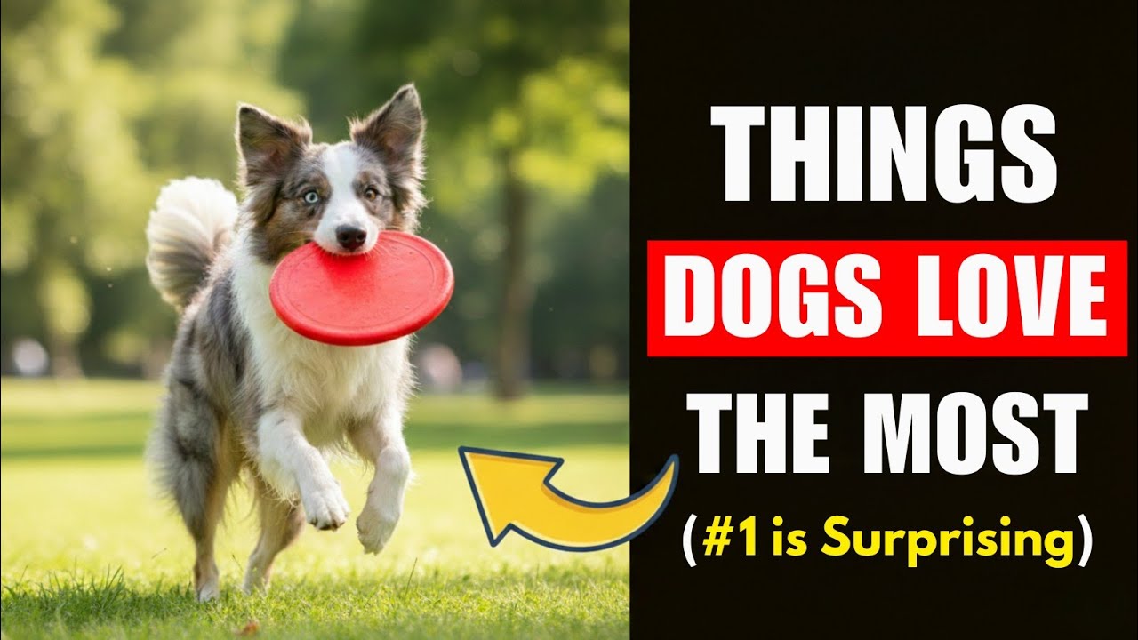 Dogs' Most Favorite Things, According to Science (#1 is Surprising)