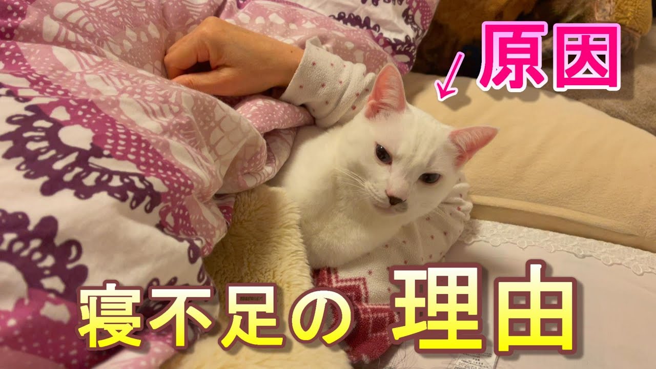 弟猫が毎晩 布団の中に入ってくるのでママが寝不足になってしまいました Youtube