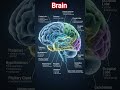 🧠BRAIN AND THEIR PARTS.. #medical #anatomy #education #viral #shorts #subscribemychannel #brain