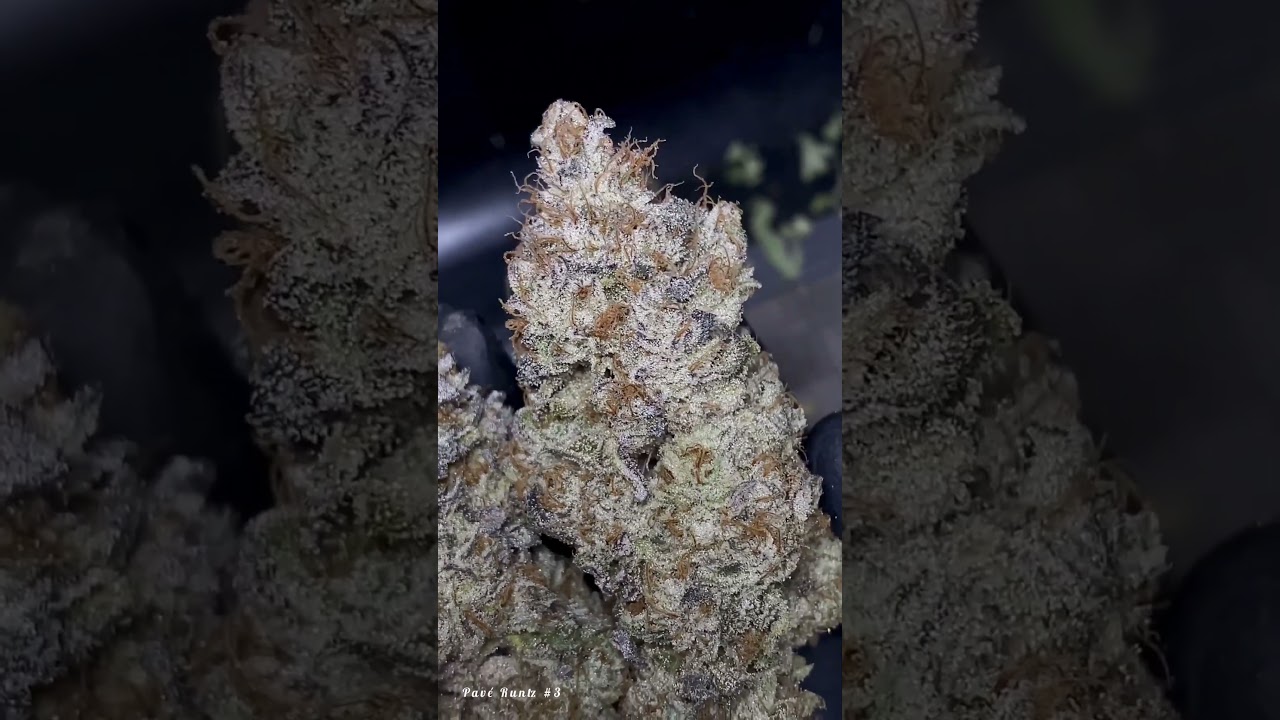 PaveRuntz #3 - compound Genetics