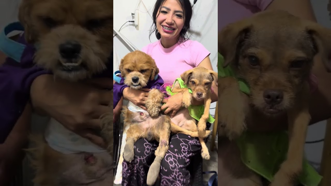 COLITAS FELICES EN HUSI PET