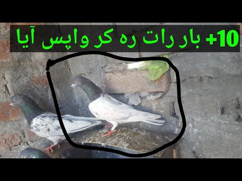 Parwazi Madii Joroo Ka Liya Rokii || Khokhar Peigeons Club