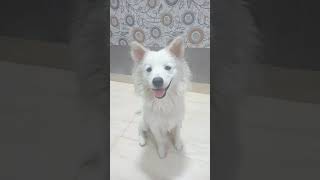 Tuffy The Pomeranian||dog videos#shorts