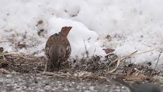 Download Lagu Red Fox Sparrow MP3