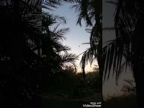 رمي مضلعه اخمس ام نجمه اسمع المطك