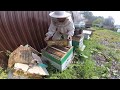 Отбор меда у пчел.  Медовый спас