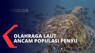 Tersangkut di Jaring Nelayan Hingga Dihantam Perahu, Populasi Penyu di Kenya Terancam!