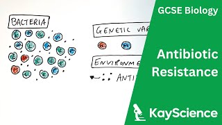 Antibiotic Resistance - GCSE Biology | kayscience.com