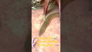 Catching Eelsin Broad Daylightusing Baittechniquefor Eel Catching Using Big Scissor