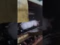 二師兄脫毛過程