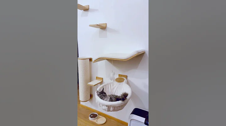 Video 11552441: mainecooncat mainecoons