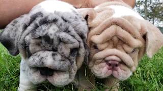 shrinkabulls french bulldogs