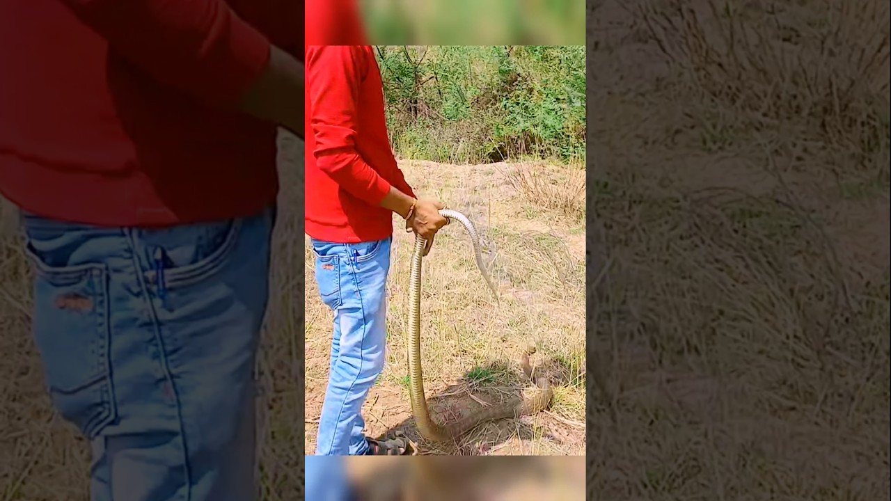 indianRatsnakeSnakeRelease ! DhamanSnake ! 