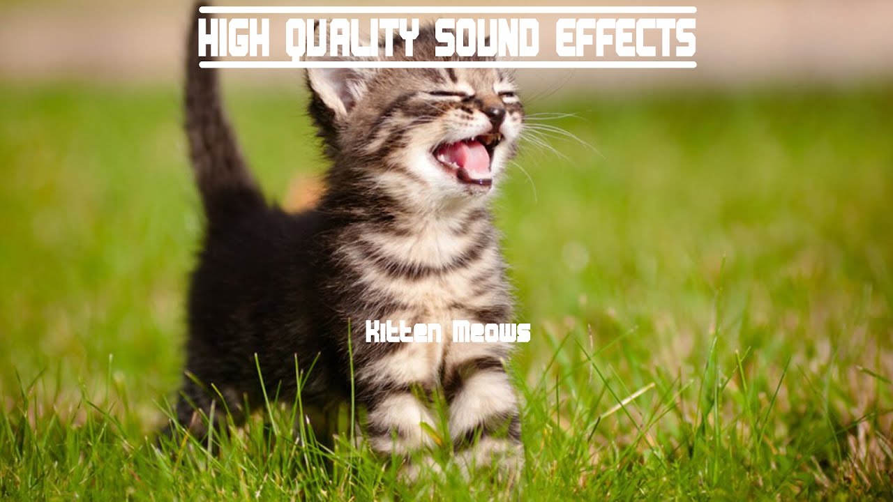 High Quality Sound Effects [Kitten Meows] YouTube