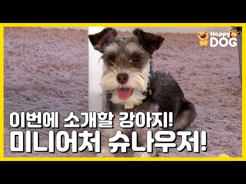 수염이 멋진 강아지! 미니어처 슈나우저!! [귀여운 강아지 소개 | 해피독TV HappyDogTV][EN]