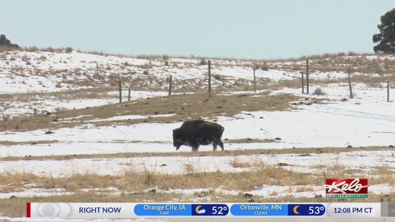 PREVIEW: Bringing bison to the Rosebud Reservation