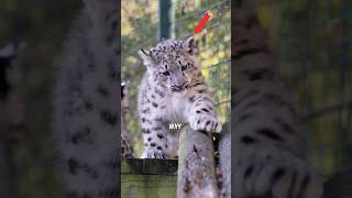 why snow leopards ignore humans 😯