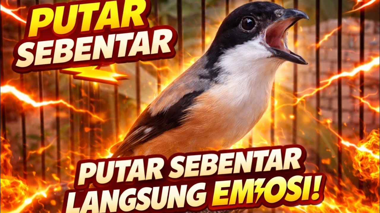 BURUNG CENDET GACOR ISIAN MATERI MEWAH SIAP BIKIN LAWAN EMOSI
