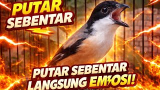 Download Lagu BURUNG CENDET GACOR ISIAN MATERI MEWAH SIAP BIKIN LAWAN EMOSI MP3