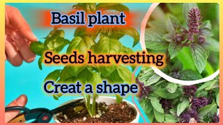 Basil plant seeds harvesting/ creat a shape /cuttings// Bloom with SI